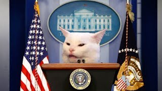 Cat for President!